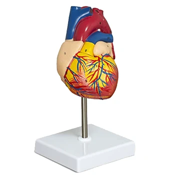 Модель сердца из 2 частей, роскошная анатомическая модель человеческого сердца в натуральную величину С 34 анатомическими структурами, Анатомическое сердце